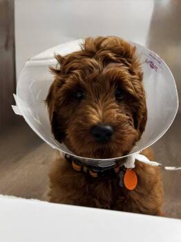 Golden Retriever and Standard Poodle Dogs Available for Adoption - Ollie | PetCurious