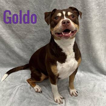 Goldo -  Mixed Breed Dog for Adoption in Pleasantville, New Jersey - Goldo | PetCurious