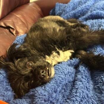 Shih Tzu and Mixed Breed Dogs Available for Adoption - Bear | PetCurious