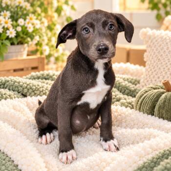 Isbel -  Retriever and Mixed Breed Dog for Adoption in Griswold, Connecticut - Isbel | PetCurious