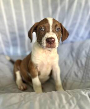 American Staffordshire Terrier and Redbone Coonhound Dogs Available for Adoption in Gulfport, Mississippi - Sarafina | PetCurious