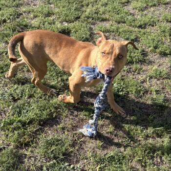 English Bulldog and Mixed Breed Dogs Available for Adoption in Valdosta, Georgia - Hot Dog | PetCurious