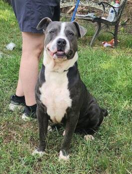 260989  Rocky -  American Bulldog Dog for Adoption in Wetumpka, Alabama - 260989  Rocky | PetCurious