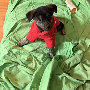 Australian Kelpie and Whippet Dogs Available for Adoption - Noel | PetCurious