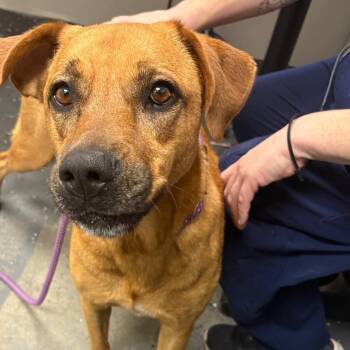 Luna Jean -  Labrador Retriever and Mixed Breed Dog for Adoption in Helena, Alabama - Luna Jean | PetCurious