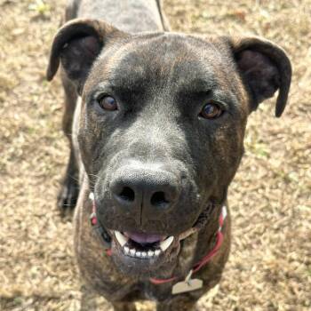 Loki -  Mixed Breed Dog for Adoption in Chattanooga, Tennessee - Loki | PetCurious