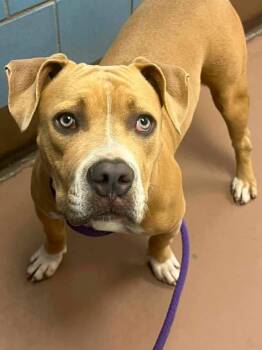 Serafina -  Pit Bull Terrier Dog for Adoption in Chicago, Illinois - Serafina | PetCurious