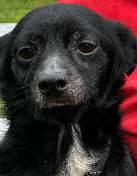 ROWDY -  Chihuahua Dog for Adoption in Elizabethton, Tennessee - ROWDY | PetCurious