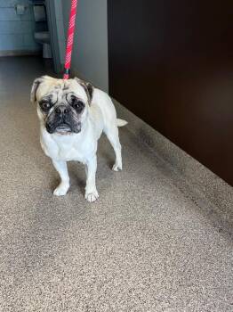 Pug Dogs Available for Adoption in Troy, Ohio - Pie | PetCurious