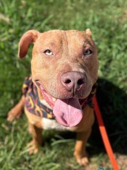 Hot Dog -  Pit Bull Terrier Dog for Adoption in Nacogdoches, Texas - Hot Dog | PetCurious