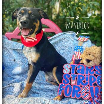 Maverick -  Mixed Breed Dog for Adoption in Sarasota, Florida - Maverick | PetCurious