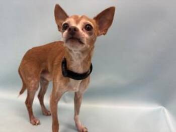 Max -  Chihuahua and Mixed Breed Dog for Adoption in Golden Valley, Minnesota - Max | PetCurious