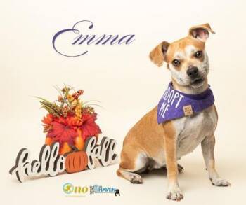 Rescue Chihuahua and Pug Dogs for Adoption in Fairhope, Alabama - Emma | PetCurious