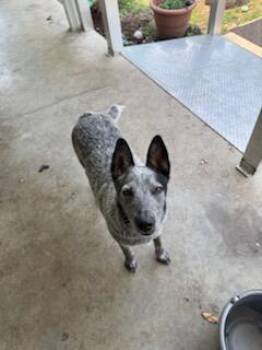 Rescue Coonhound Dogs for Adoption in Hopkinsville, Kentucky - Luna | PetCurious