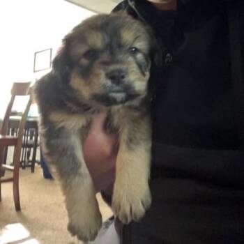 Shepherd and Mixed Breed Dogs Available for Adoption in Overland Park, Kansas - Albert | PetCurious