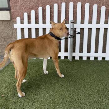 MISTER -  Pit Bull Terrier and Mixed Breed Dog for Adoption in Modesto, California - MISTER | PetCurious