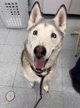 Siberian Husky Dogs Available for Adoption - Rocket | PetCurious