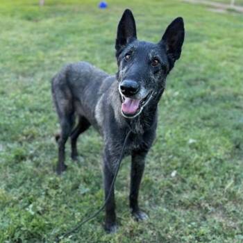 Belgian Shepherd Malinois and Mixed Breed Dogs Available for Adoption in Modesto, California - BIRDIE | PetCurious