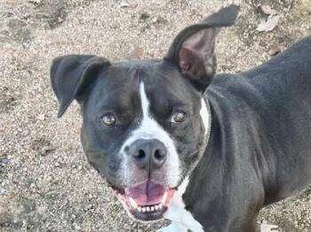 Rescue Mixed Breed Dogs for Adoption in Georgetown, Texas - Bell Bottoms | PetCurious