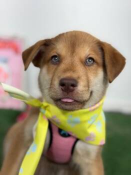 Philadelphia-One of our Amazing Rescue Dogs -  Husky and Golden Retriever Dog for Adoption in Carlsbad, California - Philadelphia-One Of Our Amazing Rescue Dogs | PetCurious