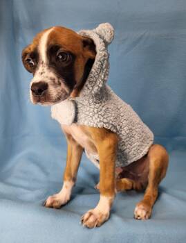 Darby -  Mixed Breed Dog for Adoption in Raleigh, North Carolina - Darby | PetCurious