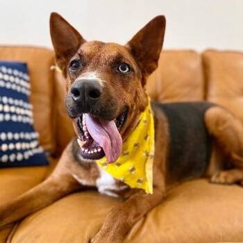 Niko Baby Boy -  German Shepherd Dog and Basenji Dog for Adoption in Friendswood, Texas - Niko Baby Boy | PetCurious