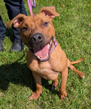 Herman -  Black Mouth Cur Dog for Adoption in Valparaiso, Indiana - Herman | PetCurious