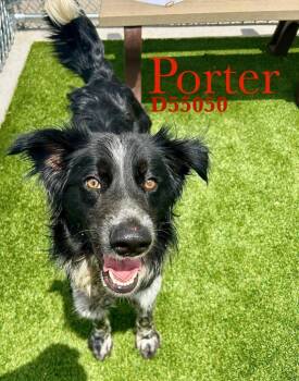 Border Collie and Cattle Dog Dogs Available for Adoption in Clarksville, Tennessee - Porter | PetCurious