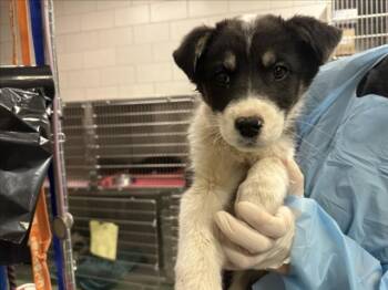 Mixed Breed Dogs Available for Adoption - OLIVE | PetCurious