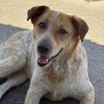 Haven -  Cattle Dog Dog for Adoption in Bernalillo, New Mexico - Haven | PetCurious