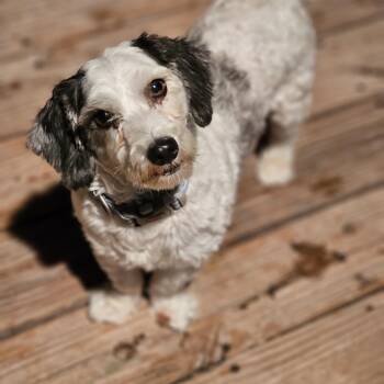 Snoopy Springfield -  Havanese Dog for Adoption in Shiloh, Illinois - Snoopy Springfield | PetCurious