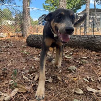 Lulu -  Terrier and Shepherd Dog for Adoption in Birmingham, Alabama - Lulu | PetCurious