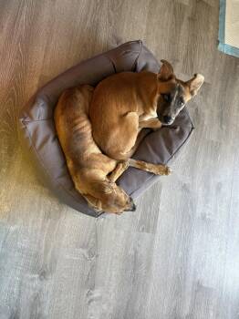 Gunther -  German Shepherd Dog and Australian Shepherd Dog for Adoption in Fort Collins, Colorado - Gunther | PetCurious