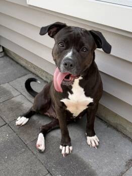 Beyonce -  Boxer Dog Available for Adoption in Mount Pleasant, South Carolina - Beyonce | PetCurious