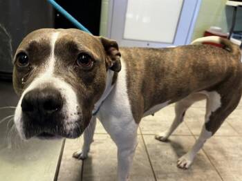 Rescue American Staffordshire Terrier and Mixed Breed Dogs for Adoption in Grand Prairie, Texas - SODA CAN | PetCurious