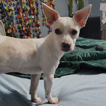 Rescue Chiweenie Dogs for Adoption in Beulaville, North Carolina - Birch F. Biscuit | PetCurious