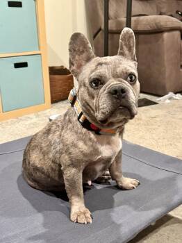 Annie -  French Bulldog Dog for Adoption in Penryn, California - Annie | PetCurious