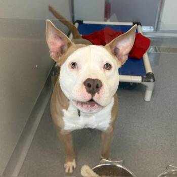 Pit Bull Terrier Dogs Available for Adoption in Indianapolis, Indiana - DARIUS | PetCurious
