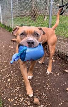 Pit Bull Terrier Dogs Available for Adoption in Comox, British Columbia - Chevy | PetCurious