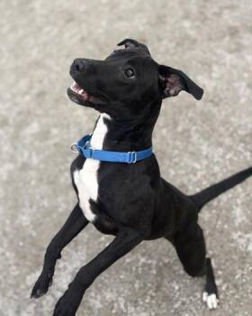 Mixed Breed Dogs Available for Adoption - Lathyra | PetCurious