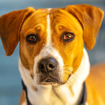 Rescue Mixed Breed Dogs for Adoption in Decatur, Georgia - Xenon | PetCurious