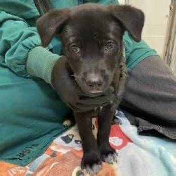 Dino -  Mixed Breed Dog for Adoption in Murray, Utah - Dino | PetCurious