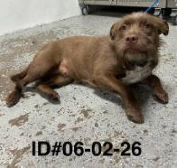 Annie -  Mixed Breed Dog for Adoption in Largo, Florida - Annie | PetCurious