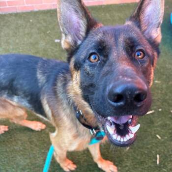 Bane -  German Shepherd Dog Dog for Adoption in Philadelphia, Pennsylvania - Bane | PetCurious