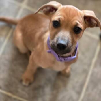 Chattermax -  Mixed Breed Dog for Adoption in Moab, Utah - Chattermax | PetCurious