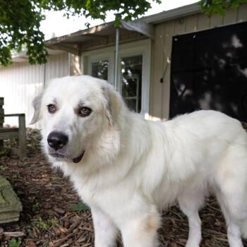 Beni -  Great Pyrenees Dog for Adoption in Mckean, Pennsylvania - Beni | PetCurious