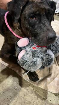 Rescue Catahoula Leopard Dog Dogs for Adoption in Elkhorn, Wisconsin - Birdie | PetCurious