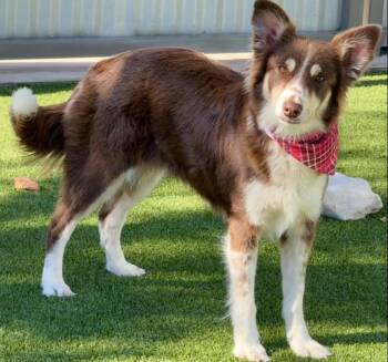 Rescue Australian Shepherd Dogs for Adoption in Hondo, Texas - Bindi - An Aussie With A Heart As Big As Texas! | PetCurious