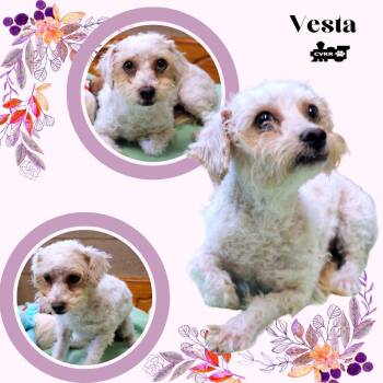 Vesta -  Terrier and Poodle Dog for Adoption in Lindsay, California - Vesta | PetCurious