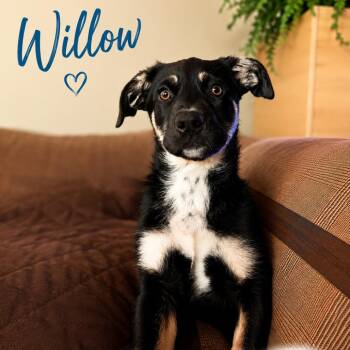 Shepherd Dogs Available for Adoption in Lee